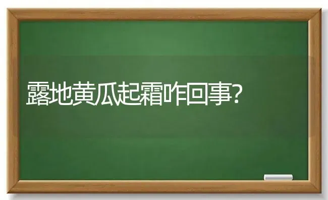 露地黄瓜起霜咋回事？ | 蔬菜种植