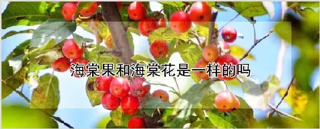 海棠果和海棠花是一样的吗 | 耕种资料