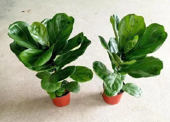 摆放常识|客厅养什么花最好 摆放在客厅好养有旺财的植物