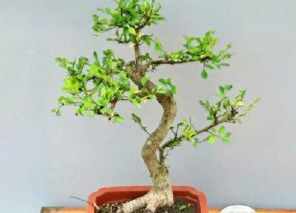 盆景|赤楠老桩养殖方法与养护事项