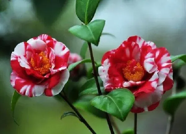 植物浇水|茶花多久浇一次水