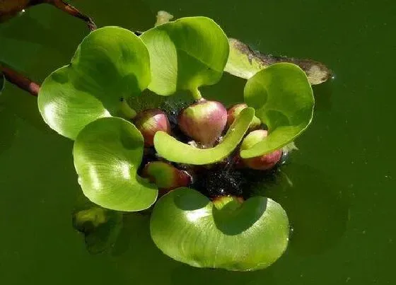 种植管理|水葫芦生长速度快慢 一年能长多少