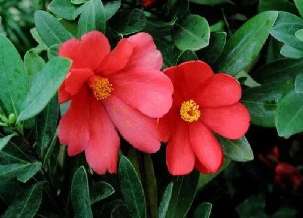植物浇水|茶花多久浇一次水