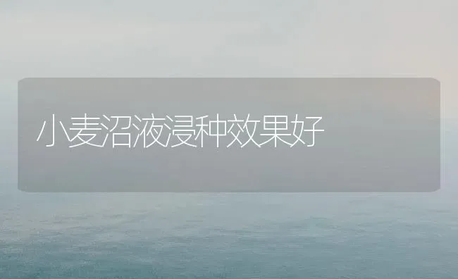 小麦沼液浸种效果好 | 瓜果种植