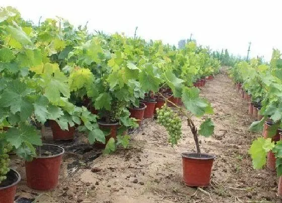 种植管理|葡萄什么季节种植合适