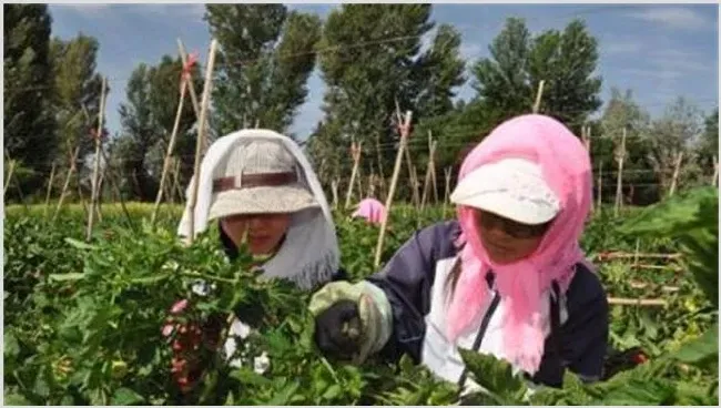 大棚西红柿该怎么授粉 | 自然知识