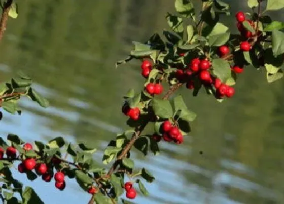 植物百科|荀子是什么植物类别