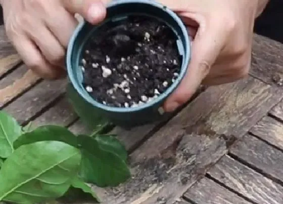 种植土壤|茉莉花配土方法与种植土壤