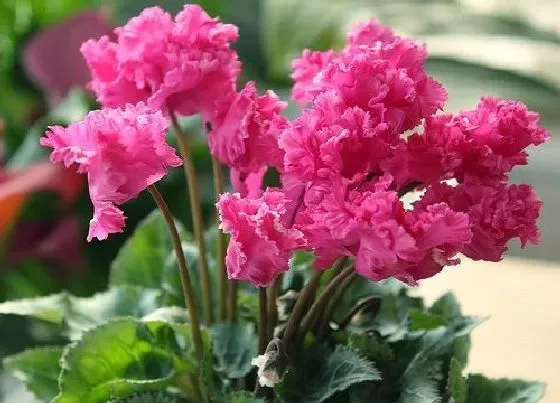 植物百科|仙客来耐阴吗 是耐阴植物吗