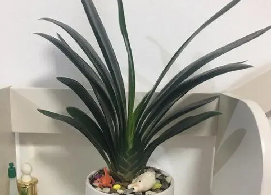 摆放常识|客厅养什么花最好 摆放在客厅好养有旺财的植物