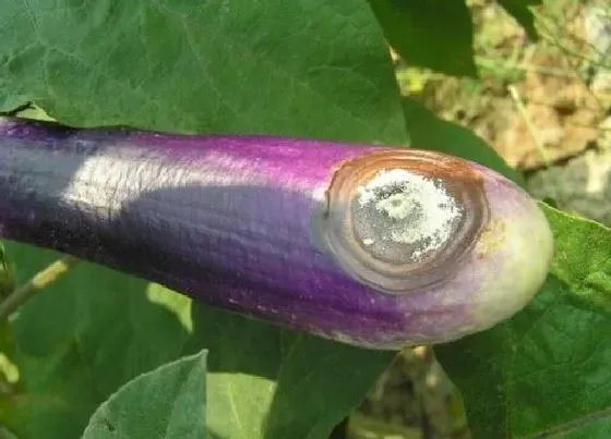 植物病害|茄子炭疽病的发病原因及治疗方法