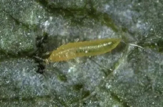 植物虫害|草莓蓟马虫害症状与防治方法（被蓟马危害叶子打农药处理）