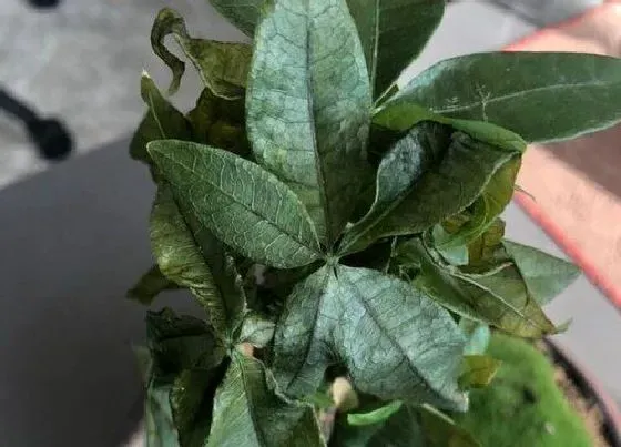 叶子干枯|发财树叶尖干枯怎么办