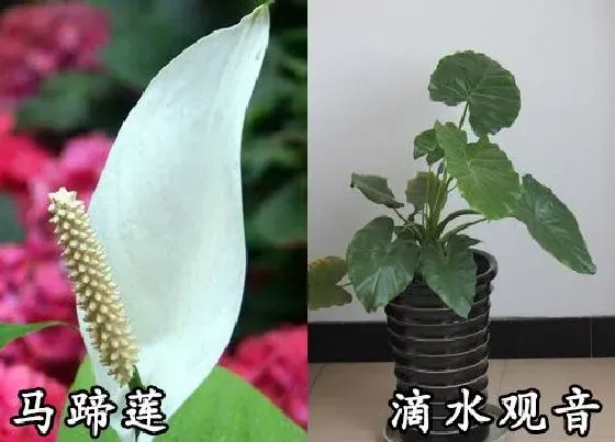 植物种类|马蹄莲和滴水观音是一种花吗