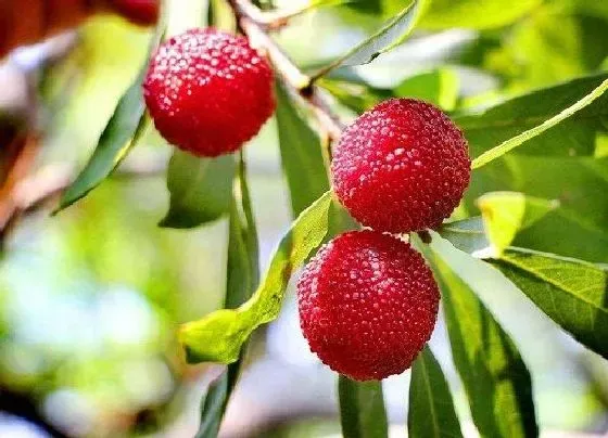 种植管理|杨梅树几年结果实 种植多久才能开花挂果