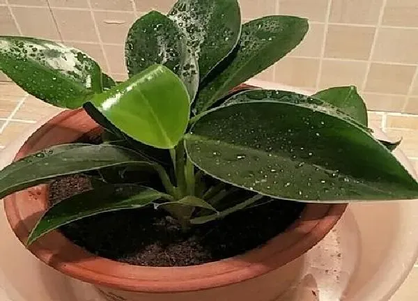 植物移栽|金钻什么时候换盆好
