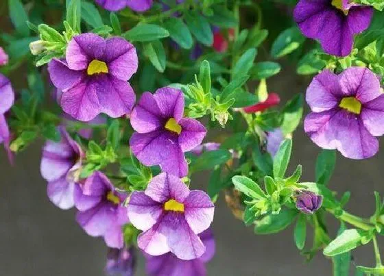 植物百科|牵牛花几年生植物