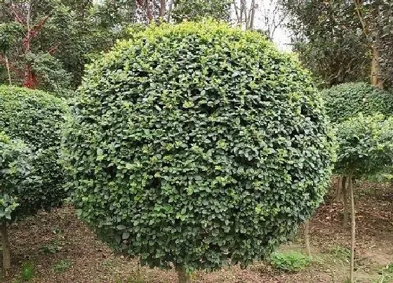 植物种类|小叶女贞是木本植物吗