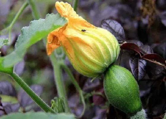 种植方法|南瓜种植时间和方法 栽培技术要点