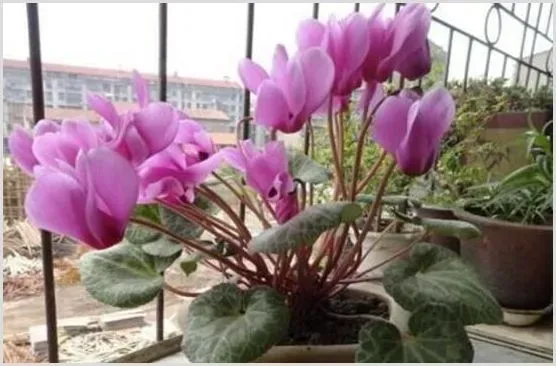 仙客来的养殖技术及养护要点 | 种植技术