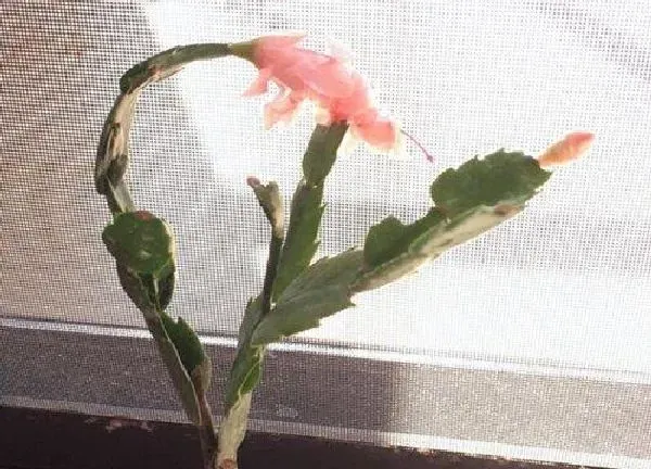 植物扦插|怎样扦插叶仙成活率高 什么时候扦插生根能活