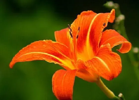 习性特点|百合植物长什么样子