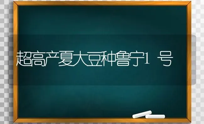 超高产夏大豆种鲁宁1号 | 粮油作物种植