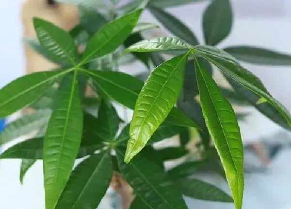 养殖方法|老板树的养殖方法和注意事项有哪些