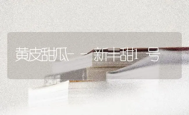 黄皮甜瓜--新丰甜1号 | 瓜果种植