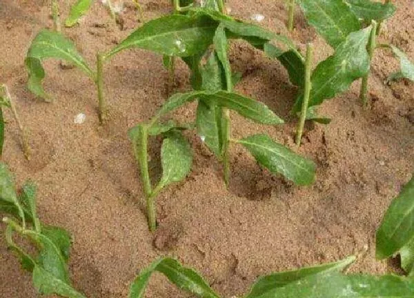 植物发芽|枸杞种子几天发芽