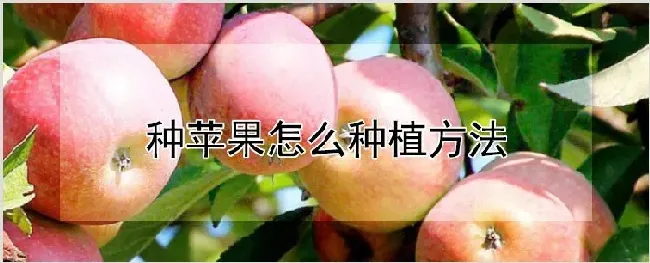 种苹果怎么种植方法 | 农业技术