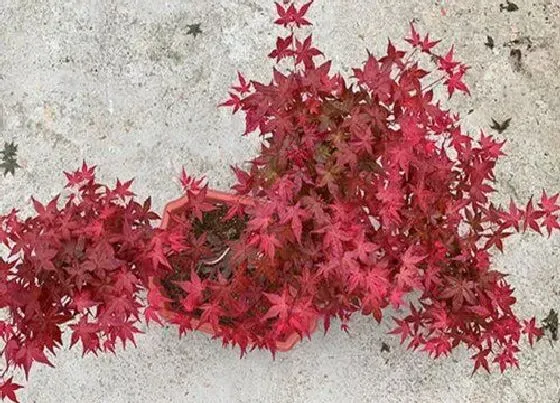 种植土壤|枫树配土方法与种植土壤