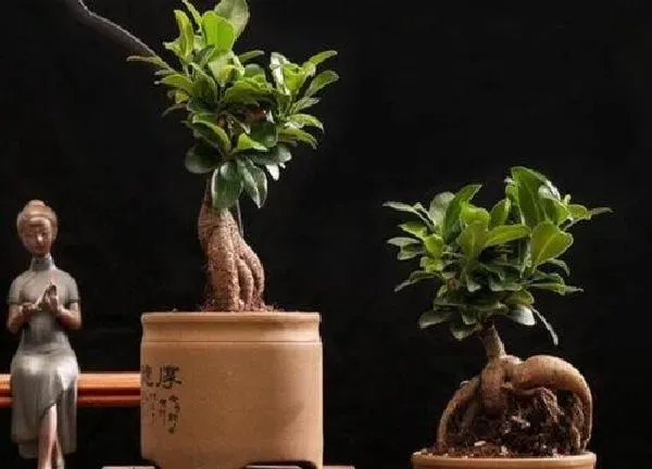 养殖方法|人参榕树盆景的养殖方法和注意事项