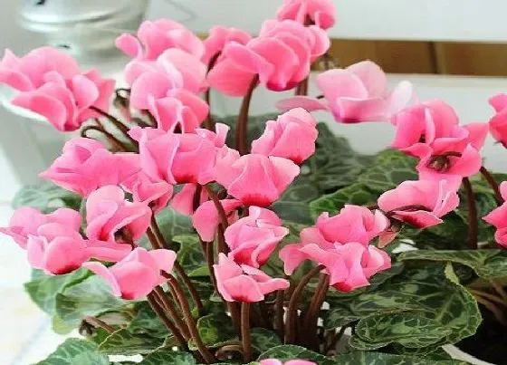 植物百科|仙客来耐阴吗 是耐阴植物吗
