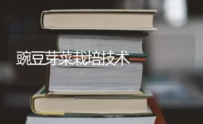 豌豆芽菜栽培技术 | 蔬菜种植