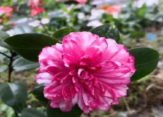 植物繁殖|茶花怎么繁殖方法和注意事项