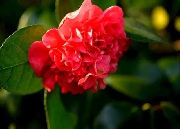 植物浇水|茶花多久浇一次水