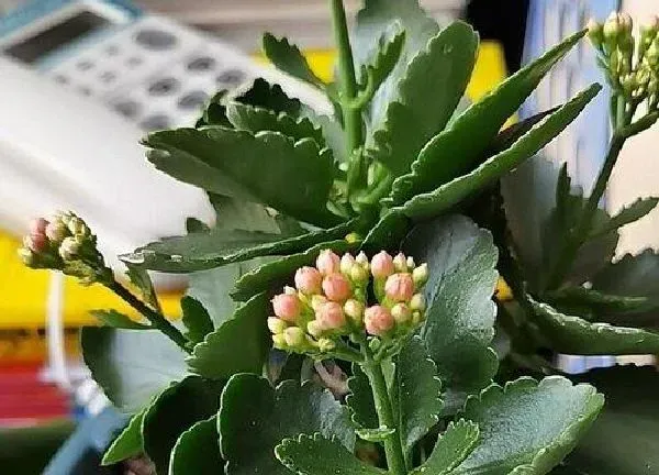 植物浇水|长寿花什么时间浇水好 用什么水浇比较好