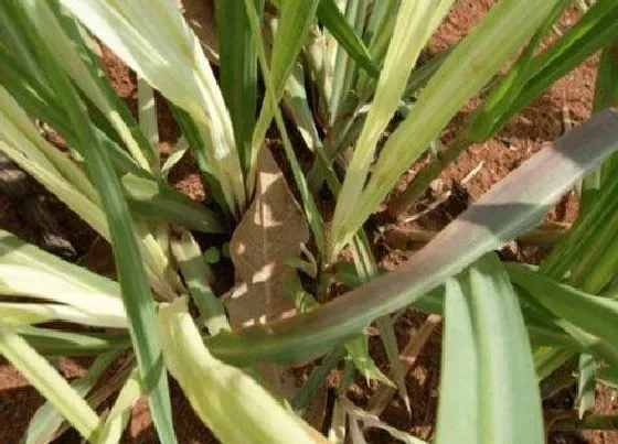 种植管理|甘蔗苗几月份种植合适