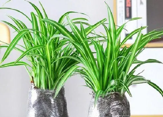 摆放常识|新房摆放什么植物好