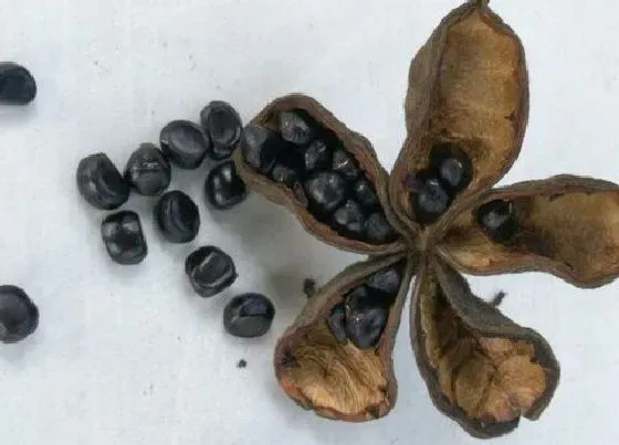 种植管理|牡丹花的籽可以种吗