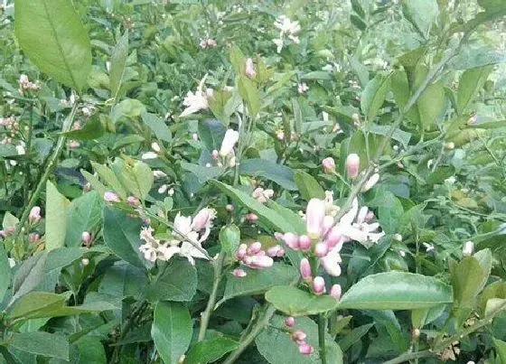 植物百科|柠檬开花吗 开的花是什么样子