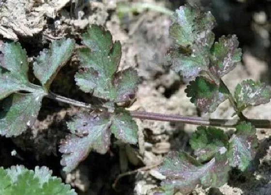 植物病害|香菜花叶病症状及防治方法