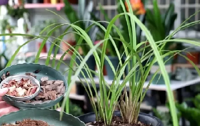 植物施肥|兰花施肥的正确方法和用什么肥，养兰花用什么家用肥料最好）