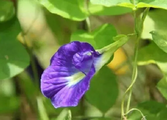 花朵|蝶豆花是什么植物的花