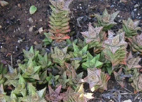 植物种类|翡翠殿是草本植物吗