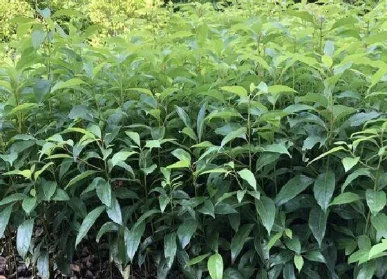 植物施肥|香樟树用什么肥料最好