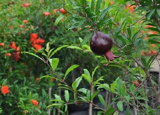 种植方法|石榴授粉时间与方式方法