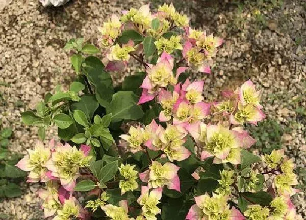 养殖方法|三角梅开完花怎么办