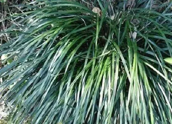 植物百科|沿阶草和麦冬草的图解区别（沿阶草和麦冬草是一样的吗）